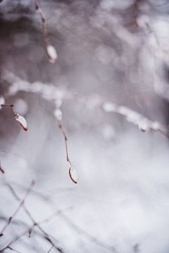 Snowy details in the forest | winter 2024 van Holly Klein Oonk
