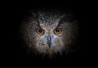 Hibou