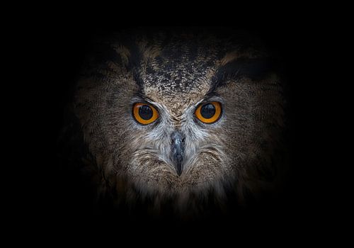 Hibou