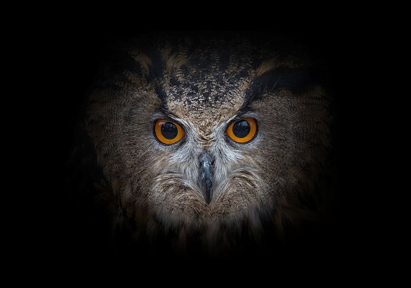 Owl by Aline Nijland