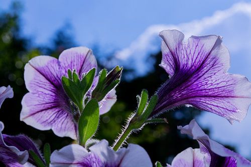 Pétunia