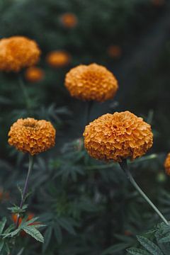 Kunstvolle tropische Blume mit dunklem Hintergrund von Troy Wegman