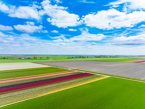Tulpen in een veld in de lente van bovenaf gezien