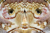 Gros plan sur les ailes d'un papillon de nuit