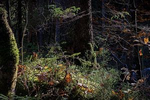 Magic Forest I