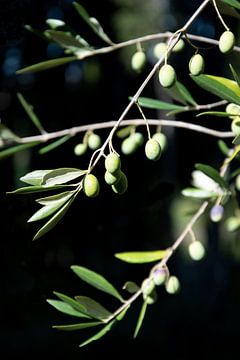 Groene olijven aan tak van Bianca ter Riet
