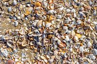 Shells in close-up seen from above