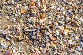 Shells in close-up seen from above by John Duurkoop