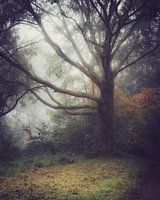Fog in the forest
