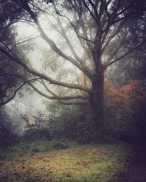 Mist in het bos van Pensierino by Barbara