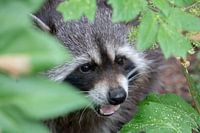 raccoon spy
