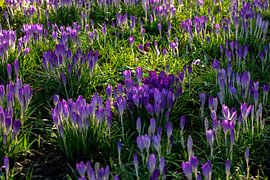 Feld mit Krokussen. von Eugenlens