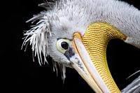 Red-backed pelican