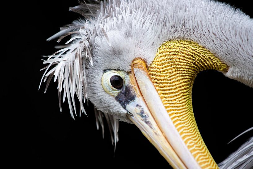Red-backed pelican by Jurgen kwisthout