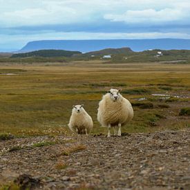 Schafe in Island von Petra van der Zande