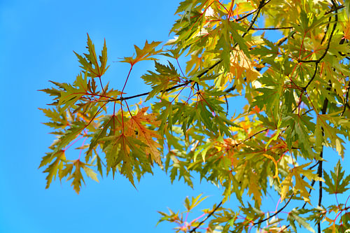 Delicate Silver maple branches against a blue sky