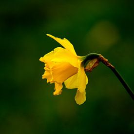 Narcis van Arno-Jan Boere