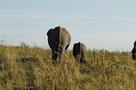 Elefanten, die weggehen von Laurence Van Hoeck Miniaturansicht