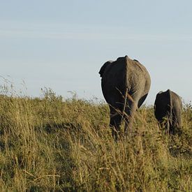 wegwandelende olifanten van Laurence Van Hoeck