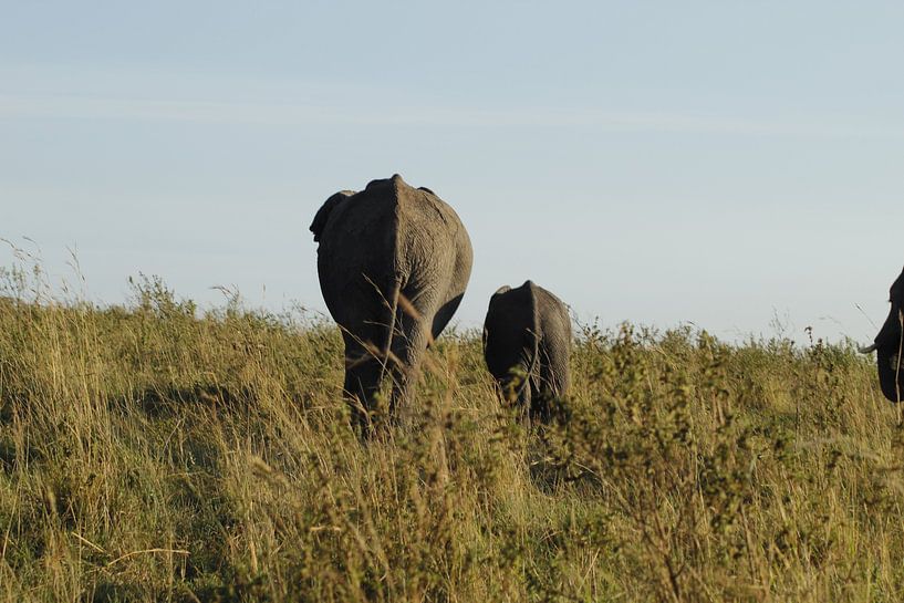 Elefanten, die weggehen von Laurence Van Hoeck