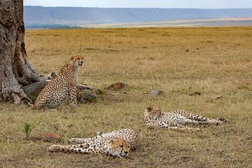 3 Cheetahs pauzeren van Peter Michel