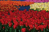 Tulips, Inc. by GeeeDeeeBeee thumbnail