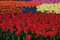 Tulips, Inc.