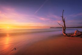 Baratti beach and an old tree trunk. Tuscany