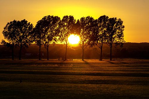Sonnenuntergang Wiese mit Bäumen