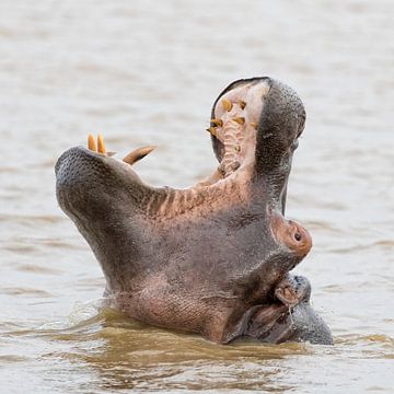 Gaping hippo by Cor de Bruijn