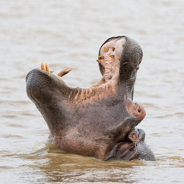 Gapend nijlpaard van Cor de Bruijn