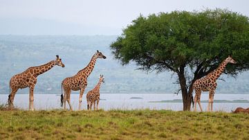 Red shield giraffe (Giraffa camelopardalis) by Alexander Ludwig