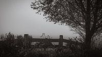 The fence and the tree