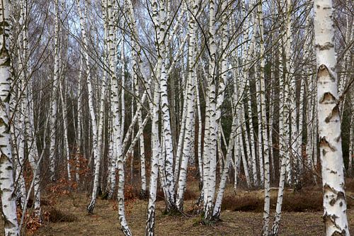 Elegant birches