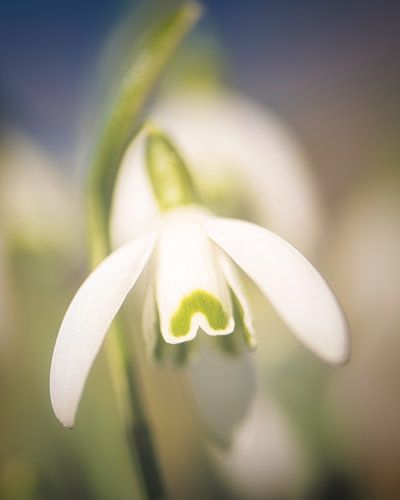 Sneeuwklokje