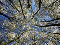 Frühlingsblühende Magnolie (weiß)