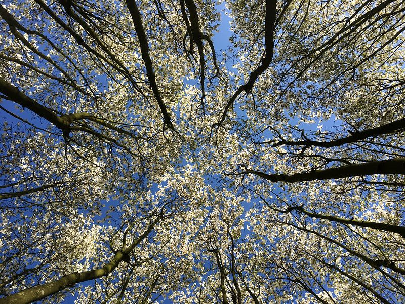 Spring blossom magnolia (white) by Esther Wagensveld