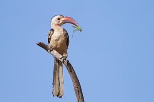 Hornbill à bec rouge Hornbill