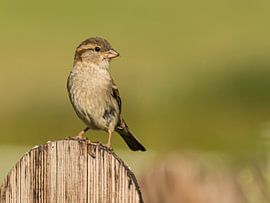 House sparrow by Hennie Zeij