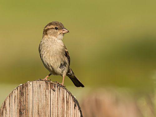 House sparrow