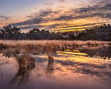 Sunrise with dramatic clouds reflected in a tranquil wetland 2 by Tony Vingerhoets thumbnail