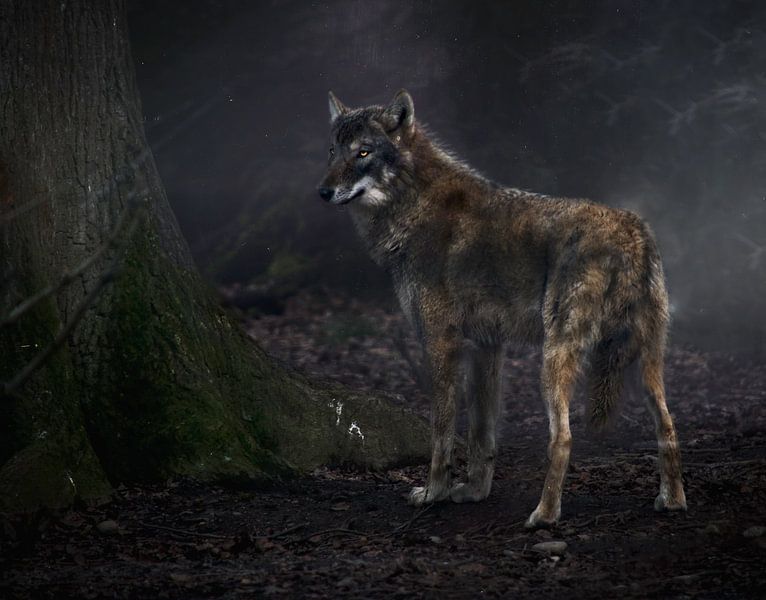 Wolf von Photographix by Moni Schmitt Monika