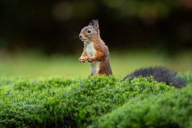 Eichhörnchen