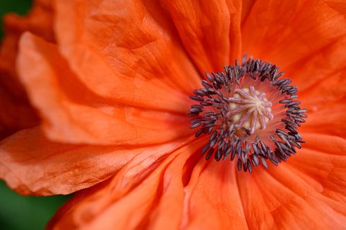 oranje papaverbloesem
