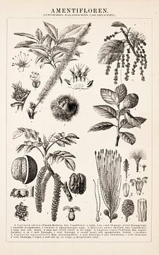 Antique botanical print of Amentifloren by Studio Wunderkammer