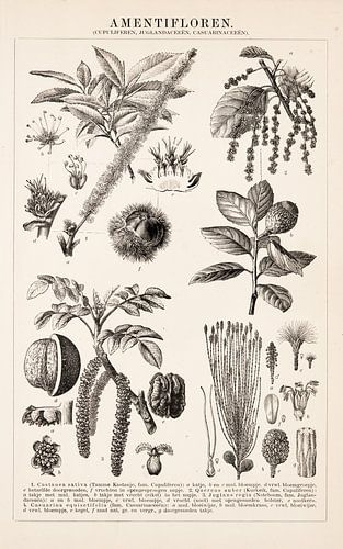 Antieke botanische prent van Amentifloren