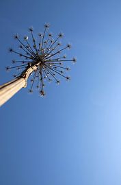 Low angle van Heleen Padje