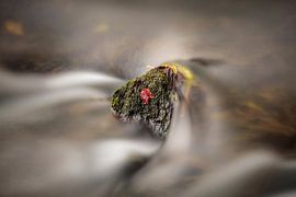 Rivière Geul à Gronselenput