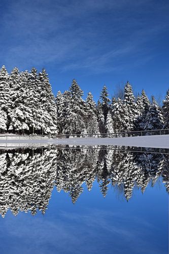 Een besneeuwd bos onder een blauwe hemel