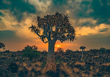 Köcherbaum bei Sonnenuntergang in Namibia, Afrika von Patrick Groß
